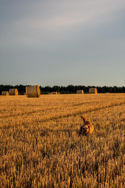 Many haystacks lie on the field