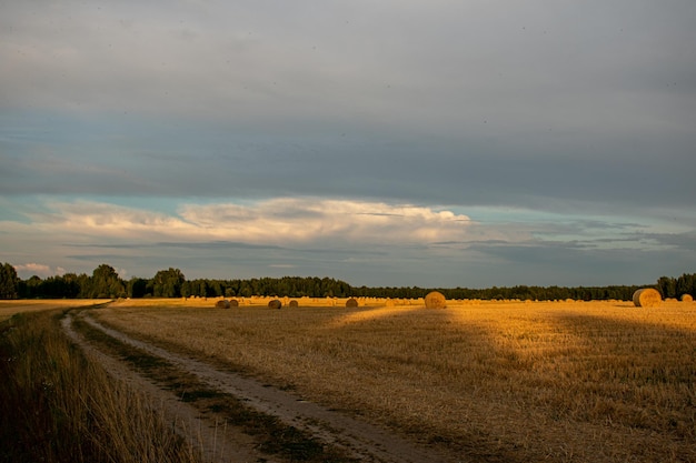 Many haystacks lie on the field