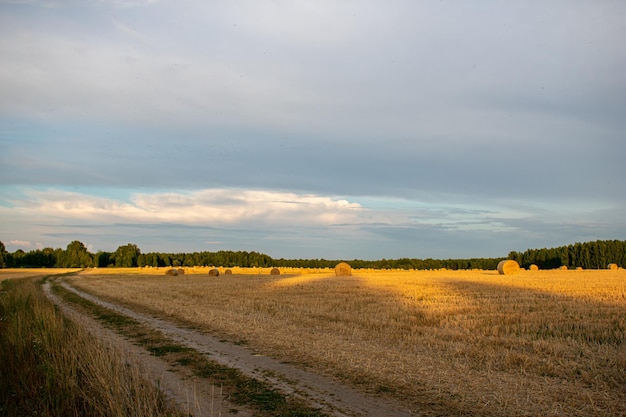 Many haystacks lie on the field