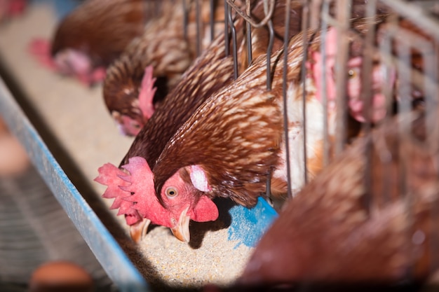 Many hens in the chicken farm.