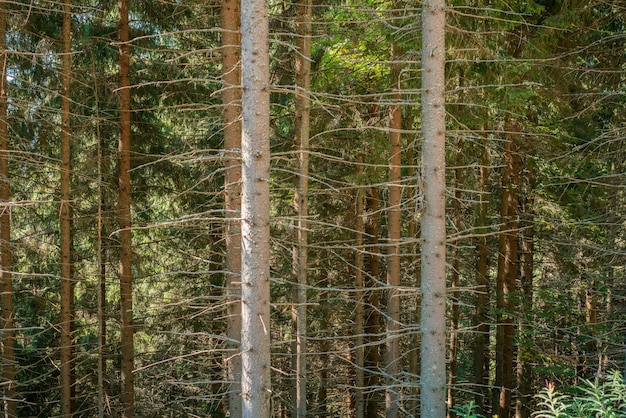 Many huge tree trunks in the big forest Summer Quiet Forrest Gorgeous Magical Scenery Huge Perspective Calm Giant Ground Tall Root National Scenic Branch