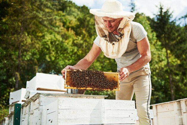 Many of insects. Beekeeper works with honeycomb full of bees outdoors at sunny day.