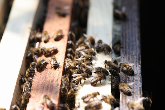 Many insects bees sitting on wooden frame beehive closeup beekeeping concept