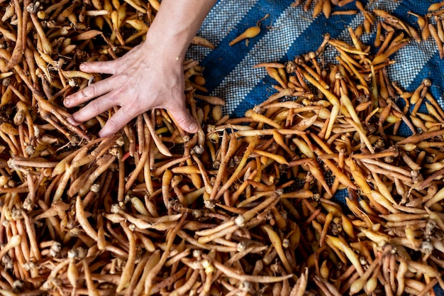 Many kaempferia on the ground kaempferia that grows naturally that villagers in the forest sell