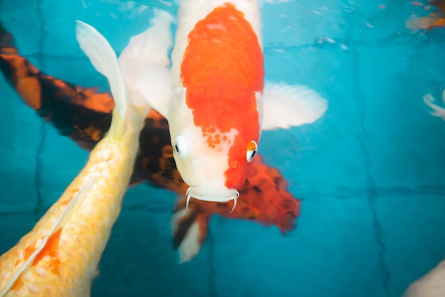 Many of koi fishes swimming in a water garden,colorful koi fish