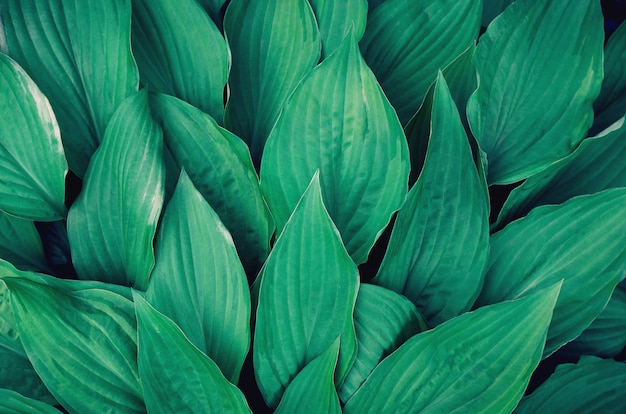 Many large green leaves.