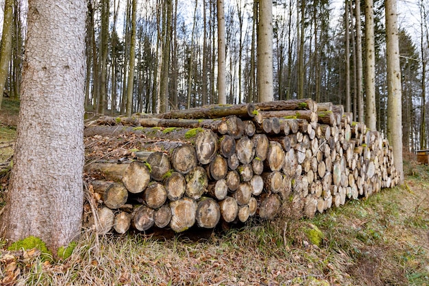 Many large logs in a dense autumn forest