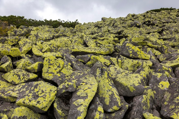黄色の地衣類で覆われた多くの大きな石カルパティア山脈の軽い抽象的な石のテクスチャ
