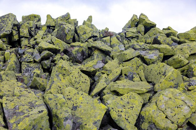 Many large stones covered with yellow lichen A light abstract stone texture on the Carpathians Gorgany