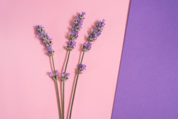 Many lavender flowers on the pink and purple background