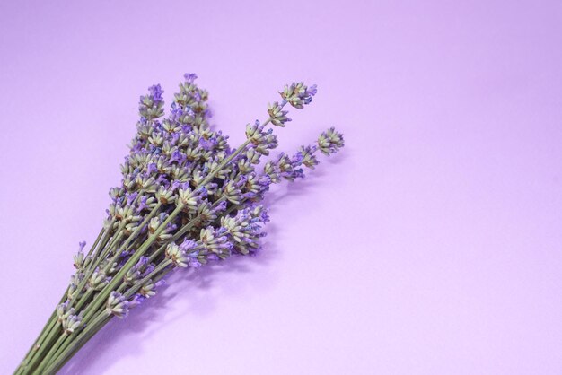 Many lavender flowers on the purple background