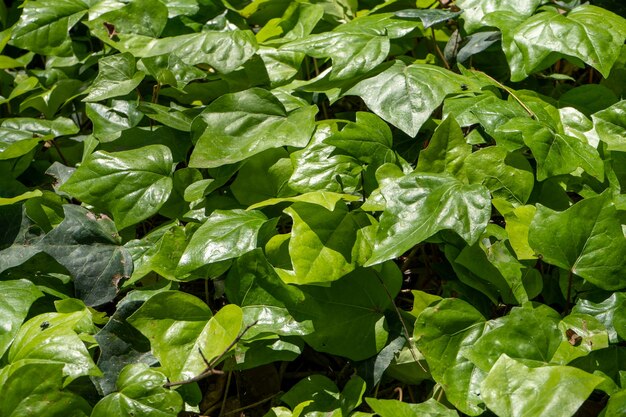 Many leafs of ivy cover a floor in public park. Green leaves Background.