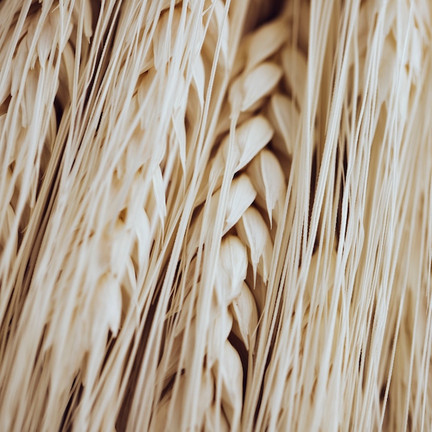 Molte fibre di grano leggero e cereali