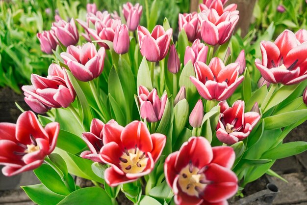 many lilac tulips in a greenhouse