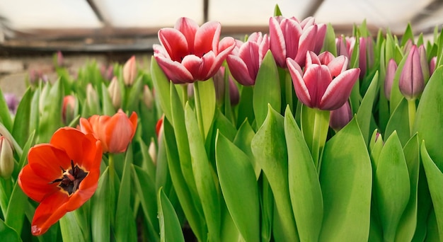 Photo many lilac tulips in a greenhouse