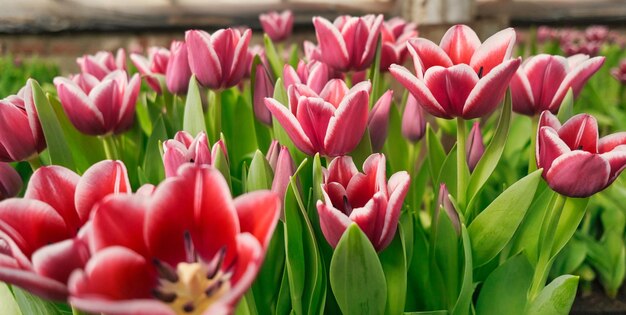 Photo many lilac tulips in a greenhouse