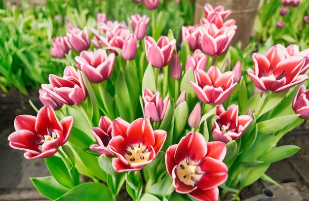 many lilac tulips in a greenhouse