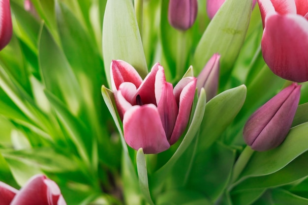 many lilac tulips in a greenhouse