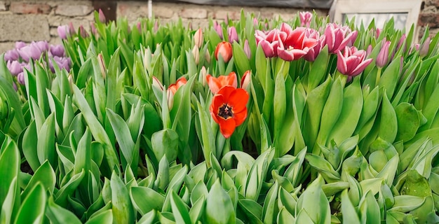 many lilac tulips in a greenhouse