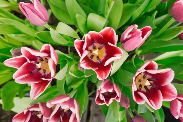 many lilac tulips in a greenhouse