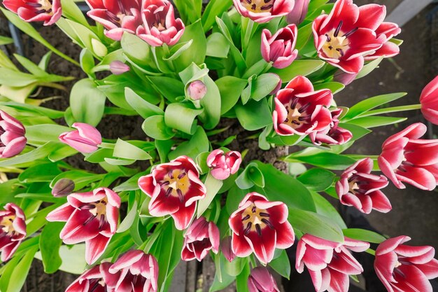 Photo many lilac tulips in a greenhouse