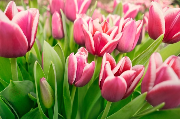Foto molti tulipani lilac in una serra