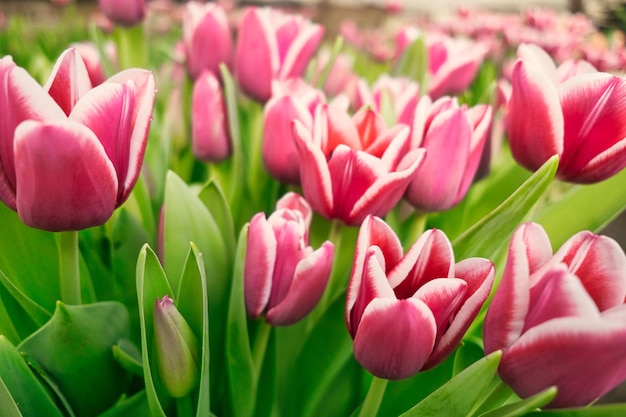 many lilac tulips in a greenhouse