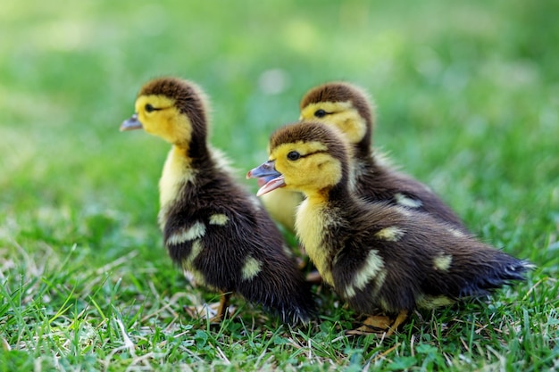 Many little ducklings walk on the grass The concept of pets farm farming