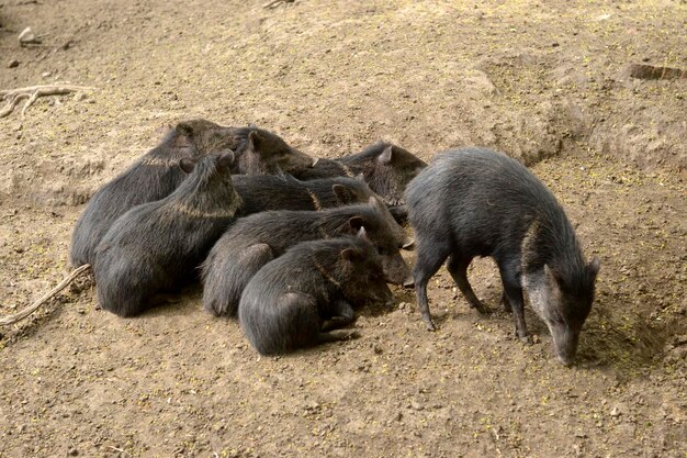 Many little newly born piglets on earth