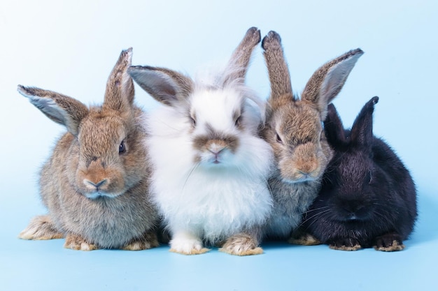 Foto molti piccoli conigli su sfondo blu concetto di piccoli mammiferi pasqua