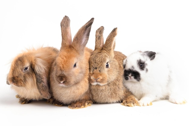 Many little rabbits on a white background Concept of small mammals Easter