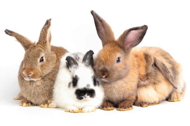 Foto molti piccoli conigli su uno sfondo bianco concetto di piccoli mammiferi pasqua