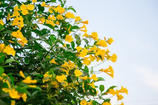 午後の緑豊かな庭にある小さな黄色い花の多く
