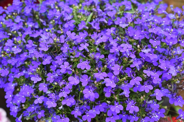 많은 Lobelia erinus 꽃 배경