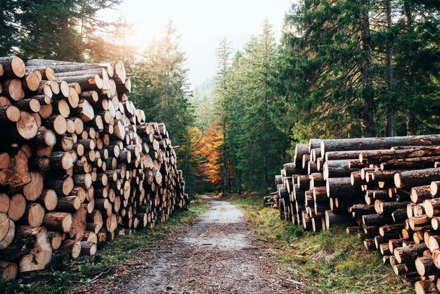 Many of logs lying on the sides from walking path in the beautiful autumn woods