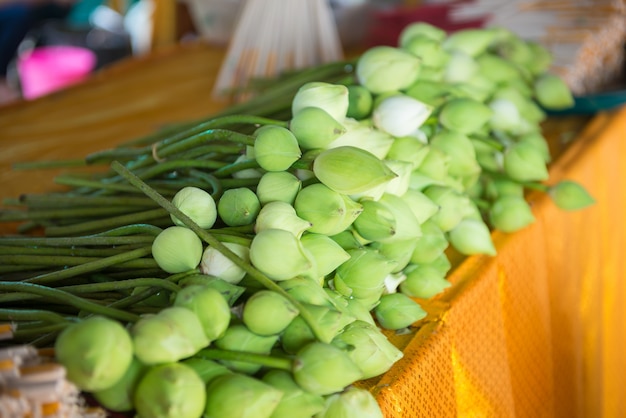 Photo many lotus to pay homage to holy thing