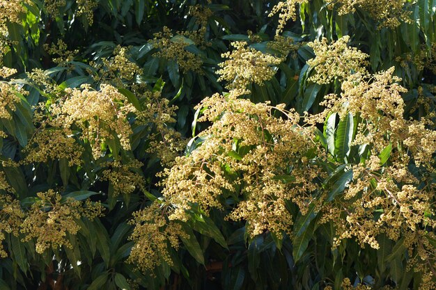 写真 木の上の多くのマンゴーの花の背景