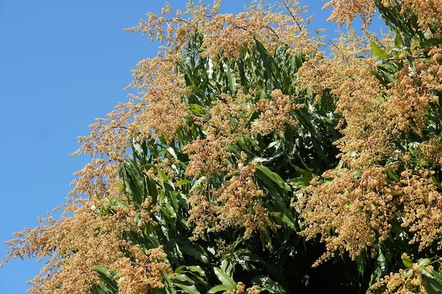 Many mango blossoms background on the tree