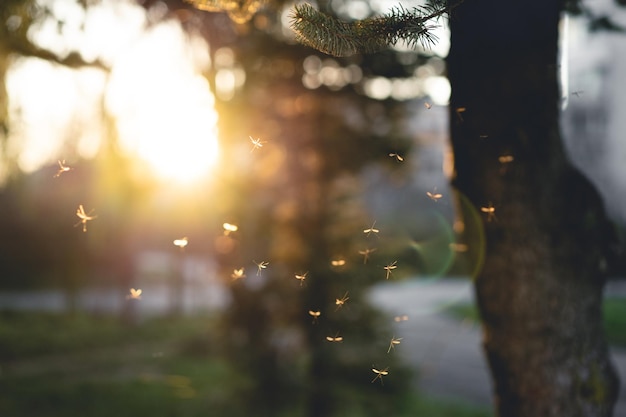 Many mosquitoes at sunset