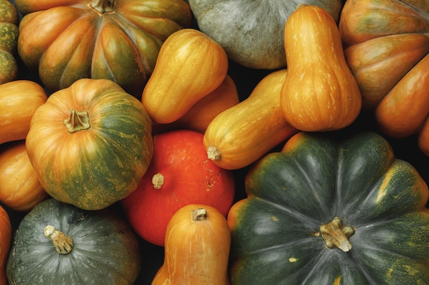 Many multicolor pumpkins, autumn seasonal decorative background close up