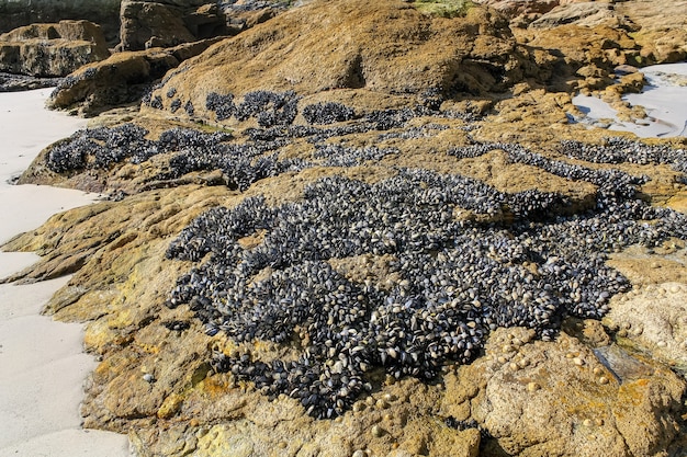 Many mussels on the rocks of the sea at low tide.