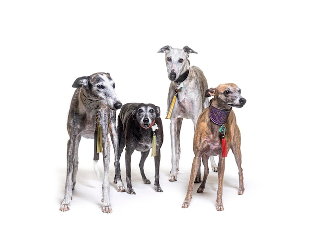 Many old Galgo espanol dog standing an wearing a collar isolated on white