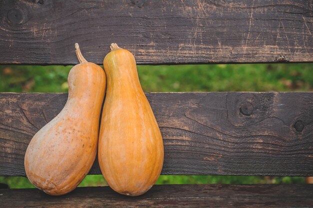 Many orange pumpkins autumn harvest.