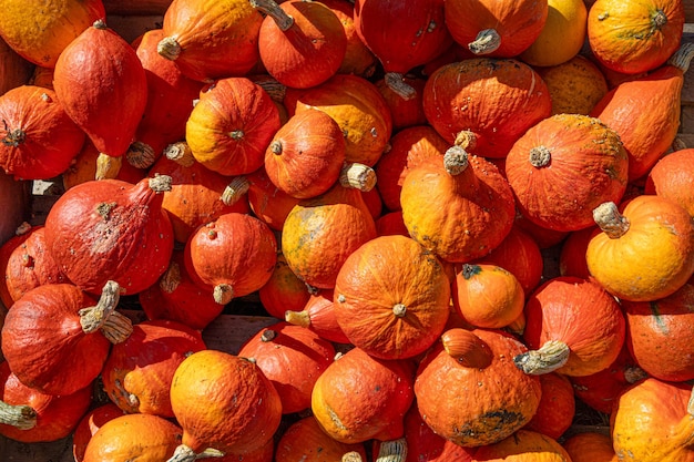 Many orange pumpkins of different sizes Background