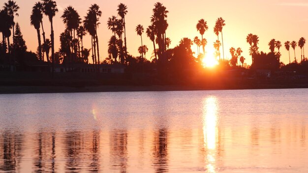 Many palm trees silhouettes reflection sunset ocean beach california coast usa