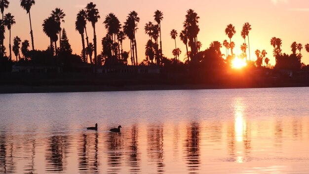 Many palm trees silhouettes reflection sunset ocean beach california coast usa