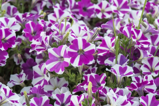 Many petunia flowers in a garden