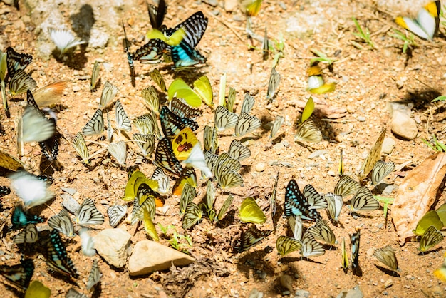 Molte farfalle pieridae che raccolgono acqua sul pavimento, le farfalle alimentano minerali nella palude d'acqua salata nella foresta