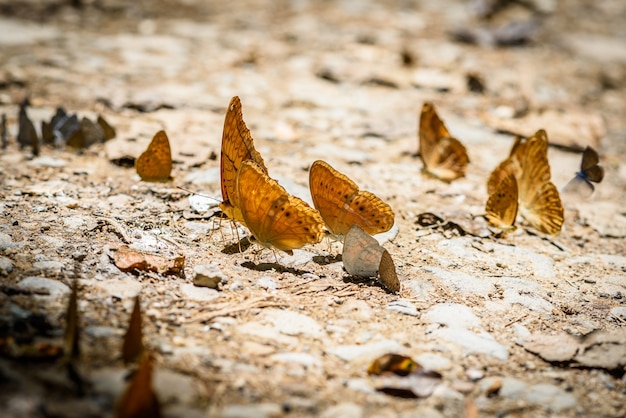 바닥에 물을 모으는 많은 pieridae 나비, 나비는 소금 습지에서 미네랄을 먹이고 있습니다.