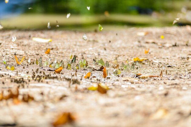 Many pieridae butterflies gathering water on floor